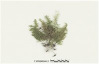 藏品(刀葉樹平苔)的圖片